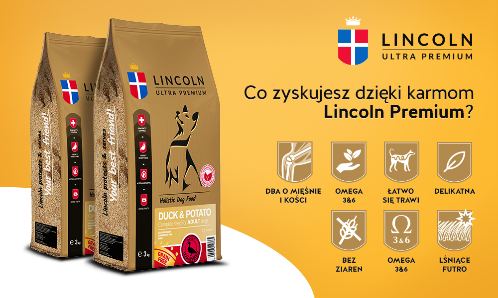 linoln grafika promo