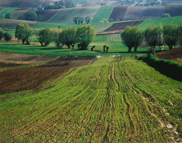 Pierscinski 16